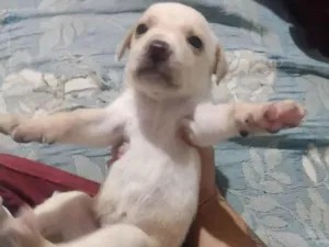 Cachorro raça SRD-ViraLata idade 2 a 6 meses nome Margarida 
