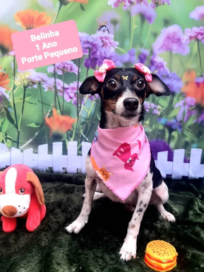Cachorro raça SRD-ViraLata idade 1 ano nome Belinha