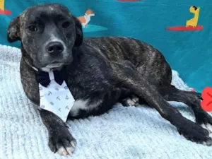 Cachorro raça SRD-ViraLata idade 1 ano nome Bom bam 