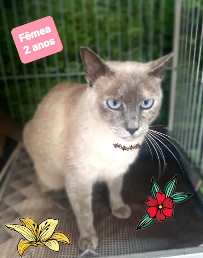 Gato raça SRD-ViraLata idade 2 anos nome Lua