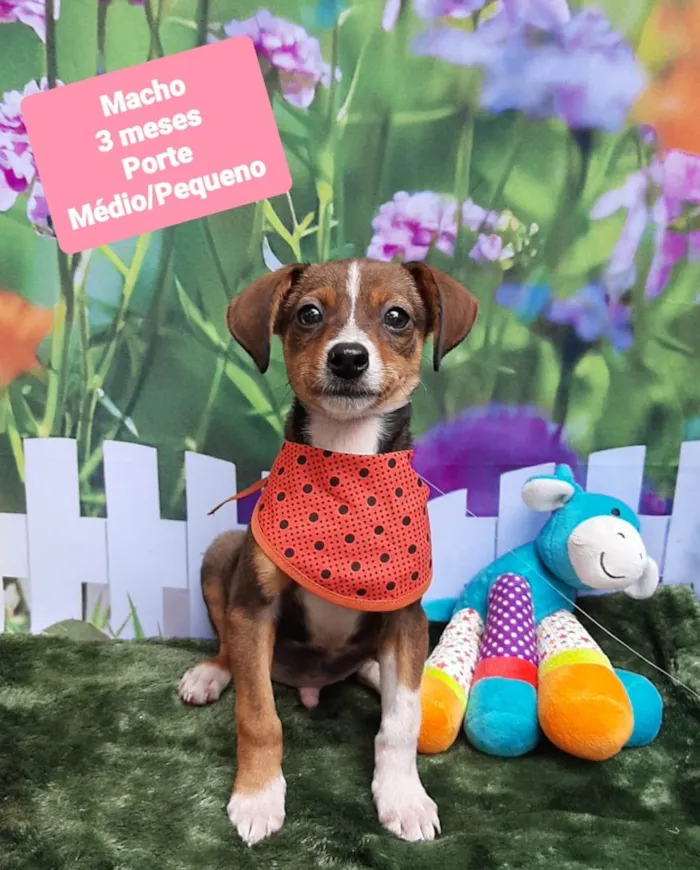 Cachorro raça SRD-ViraLata idade 2 a 6 meses nome Luck