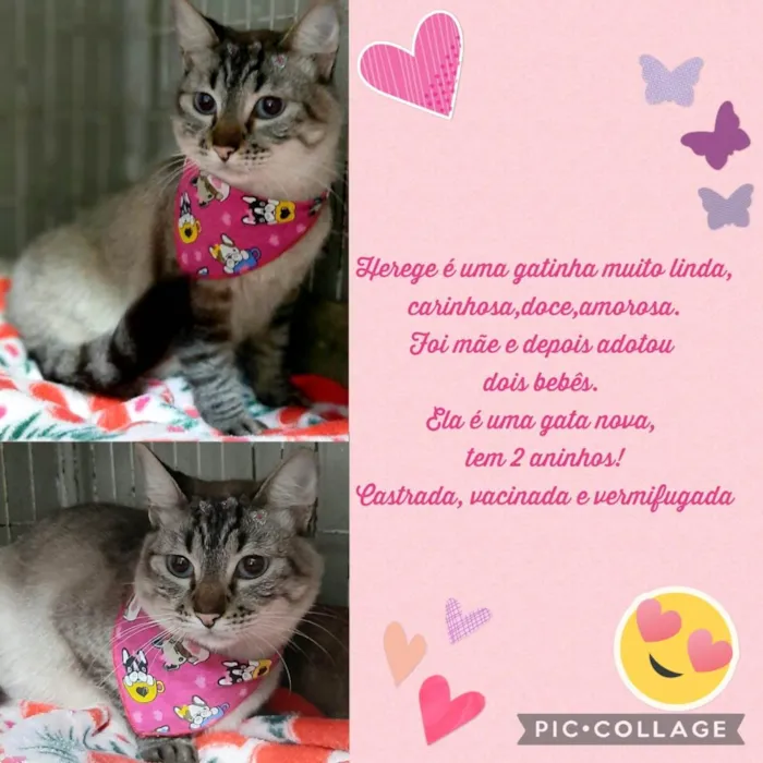 Gato raça SRD-ViraLata idade 2 anos nome Herege