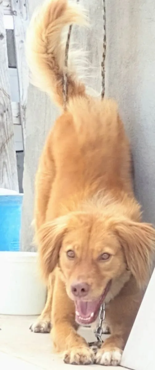 Cachorro ra a SRD-ViraLata idade 2 anos nome luke
