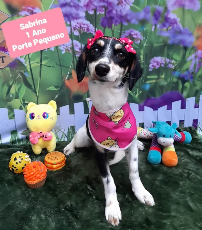 Cachorro raça SRD-ViraLata idade 1 ano nome Sabrina