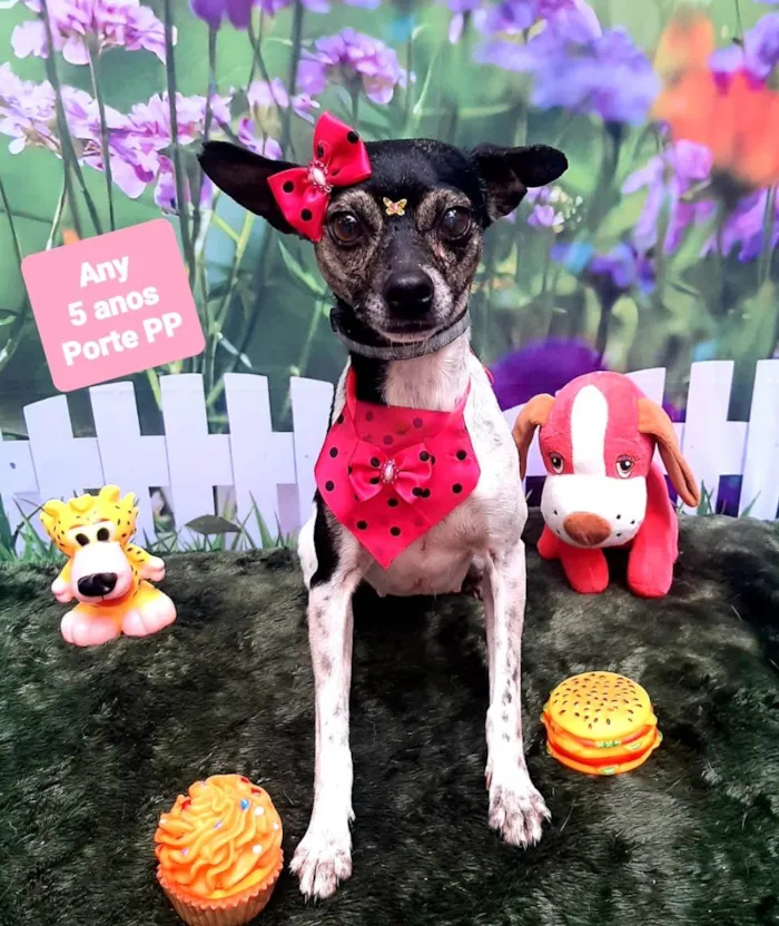 Cachorro raça SRD-ViraLata idade 5 anos nome Any