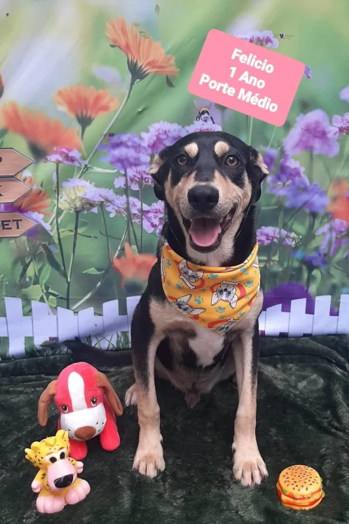 Gato raça SRD-ViraLata idade 1 ano nome Felicio 