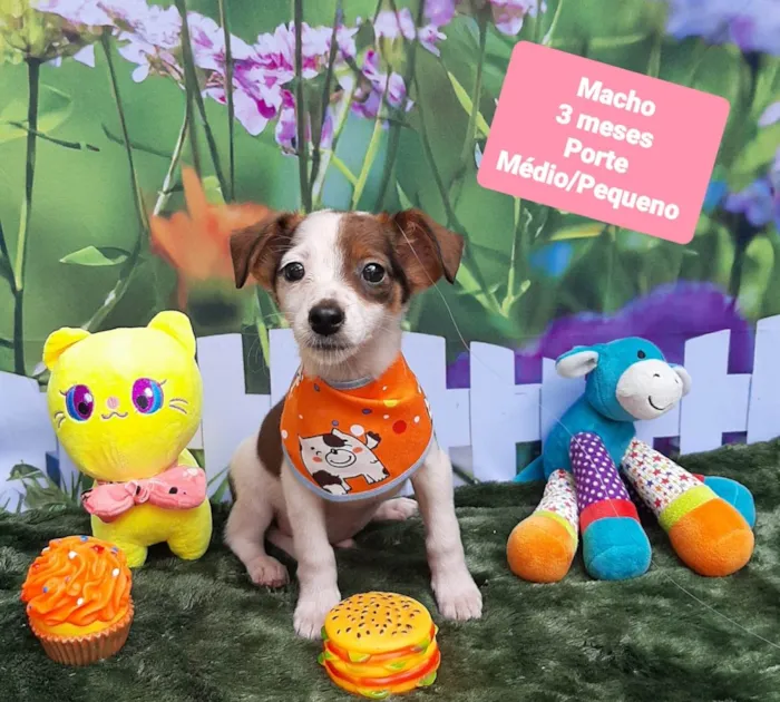 Cachorro raça SRD-ViraLata idade 2 a 6 meses nome Hugo