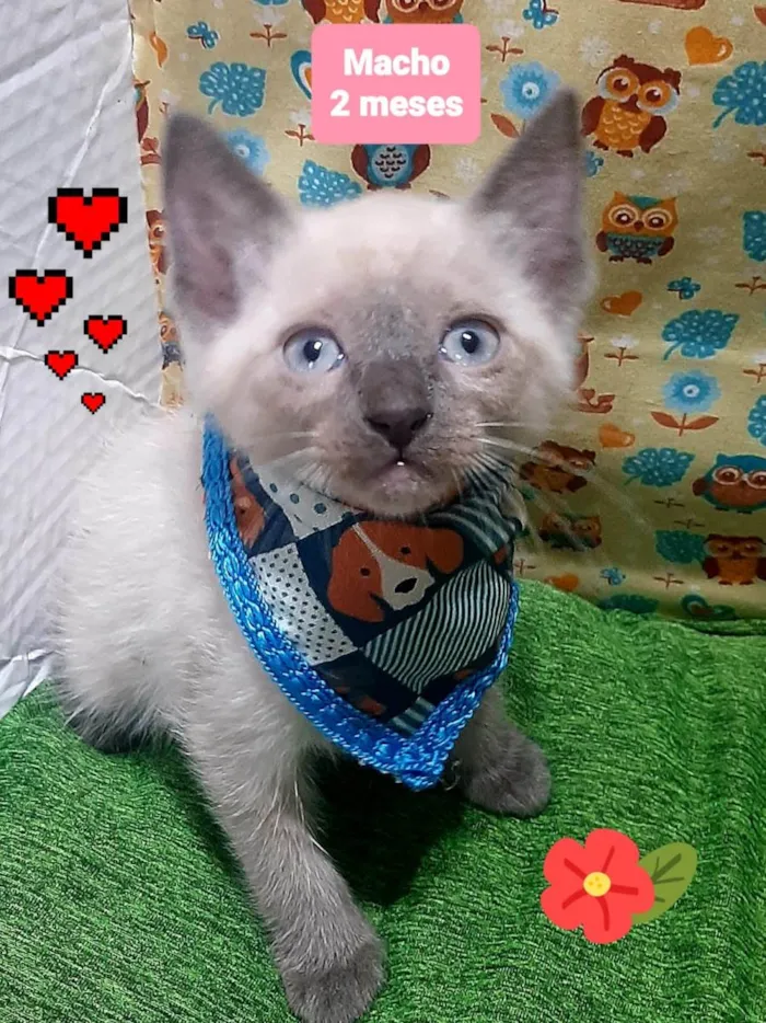 Gato raça SRD-ViraLata idade 2 a 6 meses nome Wuisk