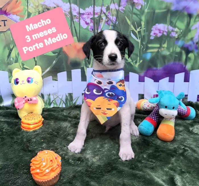 Cachorro raça SRD-ViraLata idade 2 a 6 meses nome Pint