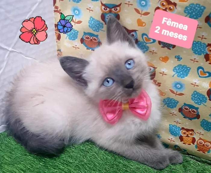 Gato raça SRD-ViraLata idade 2 a 6 meses nome Alicia 