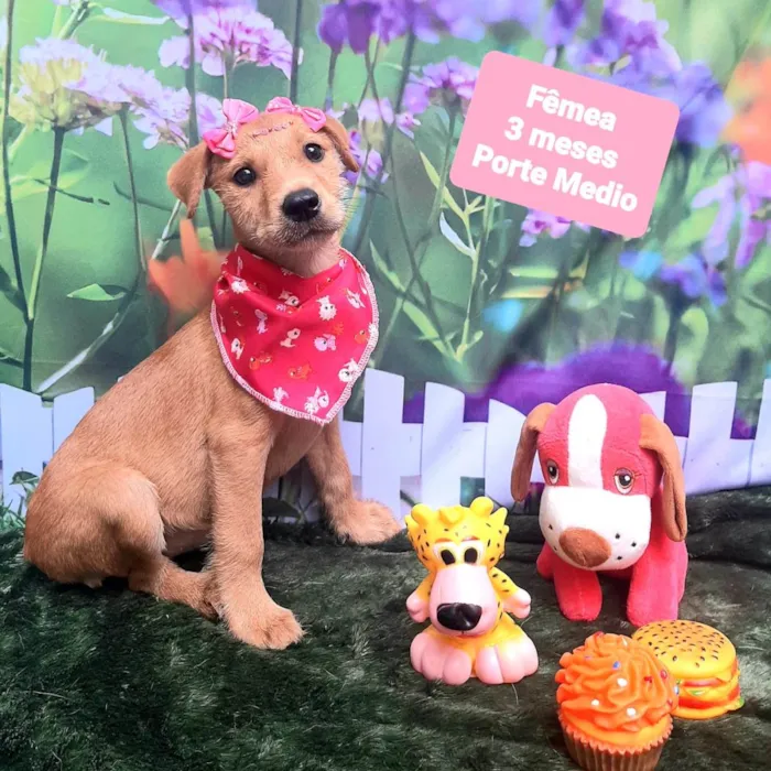 Cachorro raça SRD-ViraLata idade 2 a 6 meses nome Ursinha