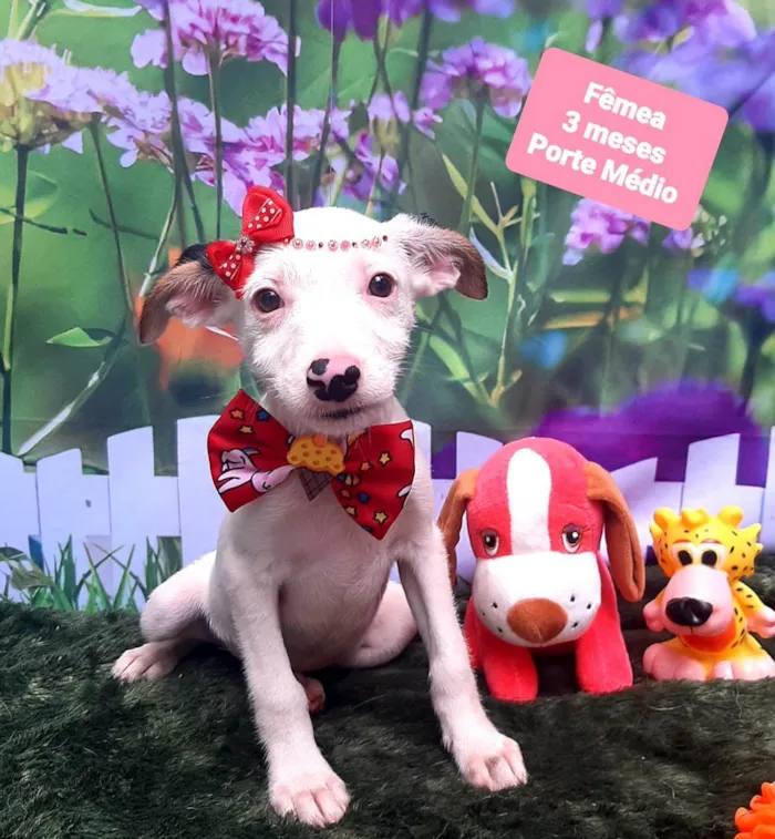 Cachorro raça SRD-ViraLata idade 2 a 6 meses nome Livia