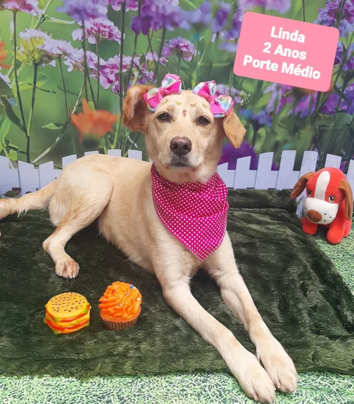 Cachorro raça SRD-ViraLata idade 2 anos nome Linda