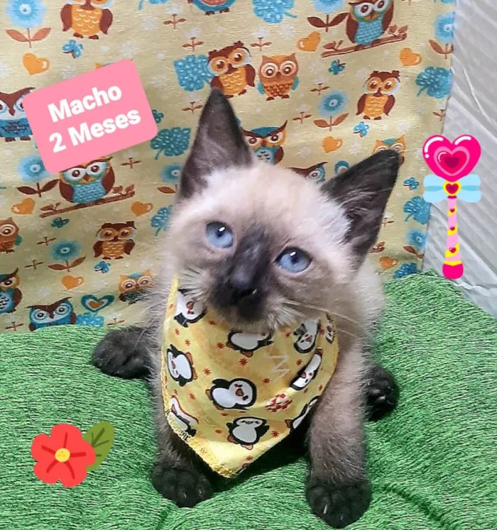 Gato raça SRD-ViraLata idade 2 a 6 meses nome Berto 