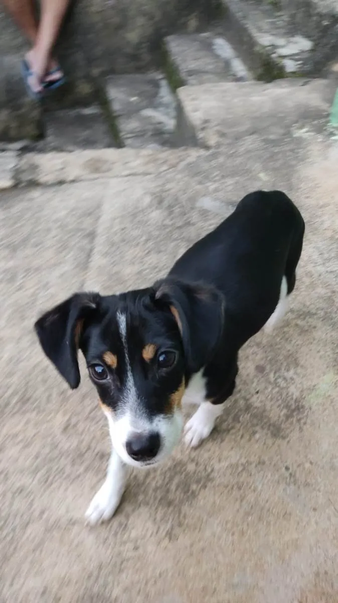 Cachorro raça Vira com Paulistinha  idade 2 a 6 meses nome Pandora