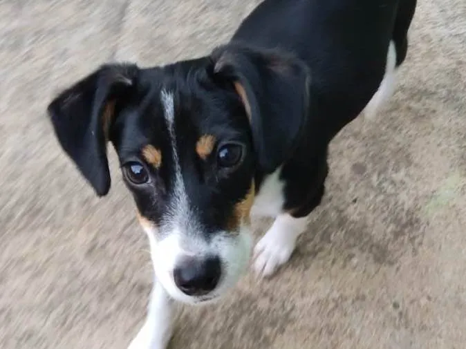 Cachorro raça Vira com Paulistinha  idade 2 a 6 meses nome Pandora