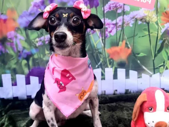 Cachorro raça SRD-ViraLata idade 1 ano nome Belinha