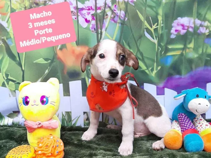 Cachorro raça SRD-ViraLata idade 2 a 6 meses nome Beto