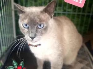 Gato raça SRD-ViraLata idade 2 anos nome Lua