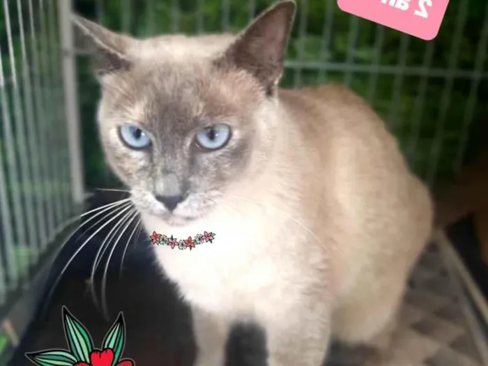 Gato raça SRD-ViraLata idade 2 anos nome Lua