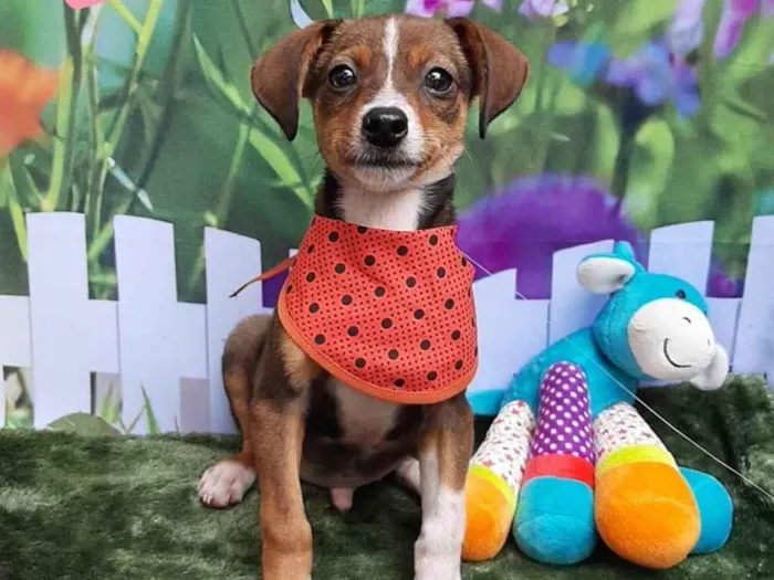 Cachorro raça SRD-ViraLata idade 2 a 6 meses nome Luck