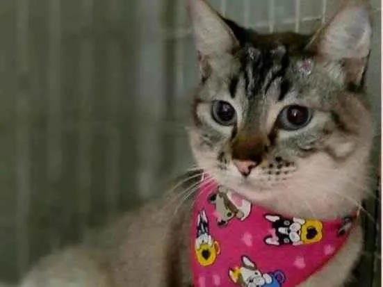 Gato raça SRD-ViraLata idade 2 anos nome Herege