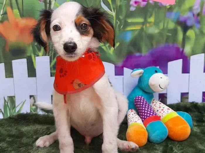 Cachorro raça SRD-ViraLata idade 2 a 6 meses nome Billy