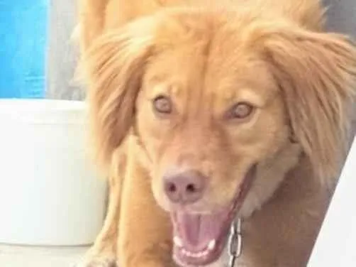 Cachorro ra a SRD-ViraLata idade 2 anos nome luke