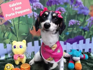 Cachorro raça SRD-ViraLata idade 1 ano nome Sabrina