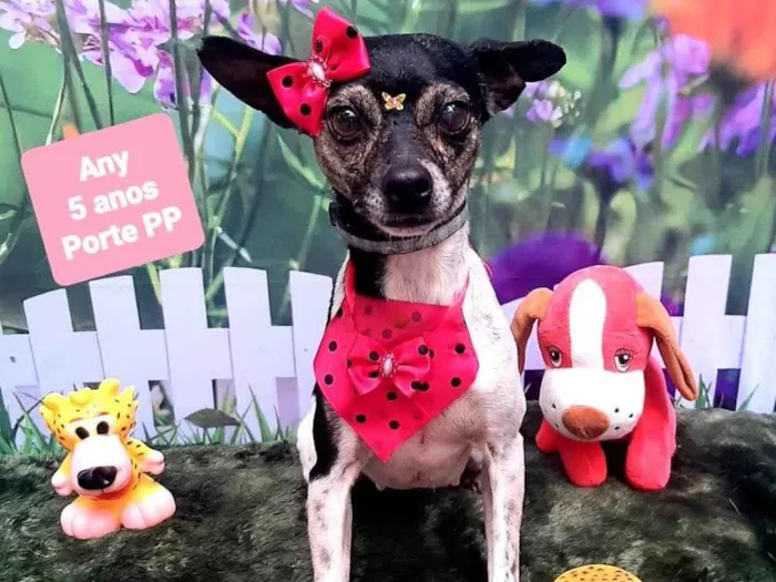 Cachorro raça SRD-ViraLata idade 5 anos nome Any