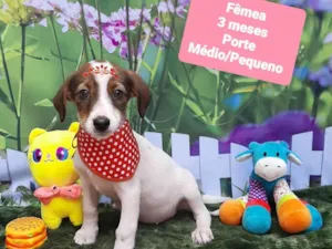 Cachorro raça SRD-ViraLata idade 2 a 6 meses nome Larry
