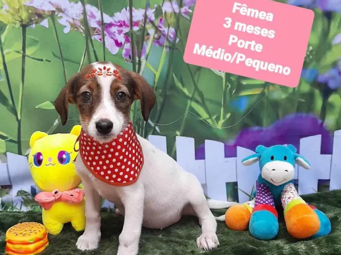 Cachorro raça SRD-ViraLata idade 2 a 6 meses nome Larry