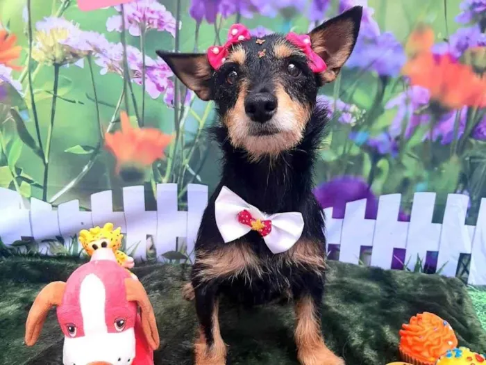 Cachorro raça SRD-ViraLata idade 4 anos nome Sofia