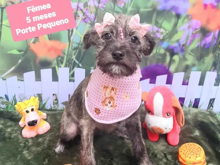 Cachorro raça SRD-ViraLata idade 2 a 6 meses nome Blue