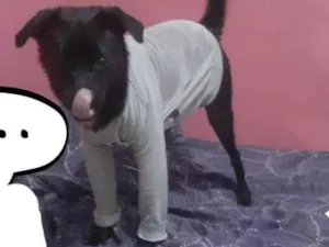 Cachorro raça Raça mista. Viralata idade 2 anos nome DUCK