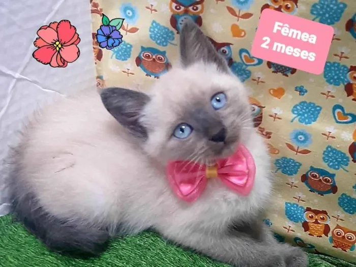 Gato raça SRD-ViraLata idade 2 a 6 meses nome Alicia 