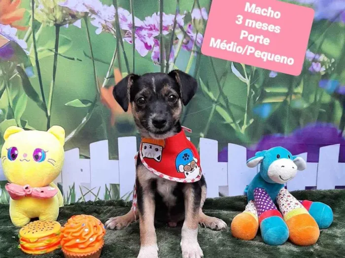 Cachorro raça SRD-ViraLata idade 2 a 6 meses nome Bred