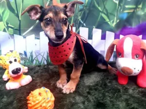 Cachorro raça SRD-ViraLata idade 2 a 6 meses nome Bento