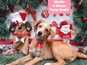 Cachorro raça SRD-ViraLata idade 2 a 6 meses nome Nicolas 
