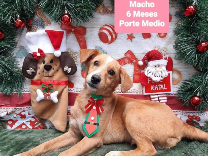 Cachorro raça SRD-ViraLata idade 2 a 6 meses nome Nicolas 