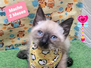 Gato raça SRD-ViraLata idade 2 a 6 meses nome Berto 