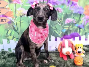 Cachorro raça Basset-Cofap idade 2 anos nome Lara