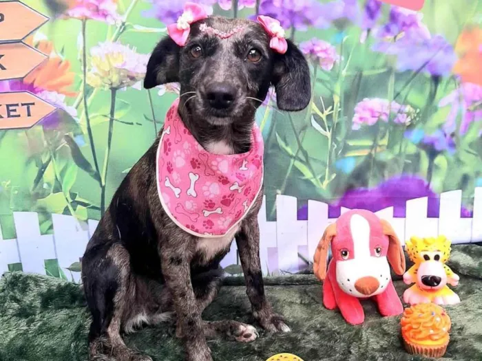 Cachorro raça Basset-Cofap idade 2 anos nome Lara