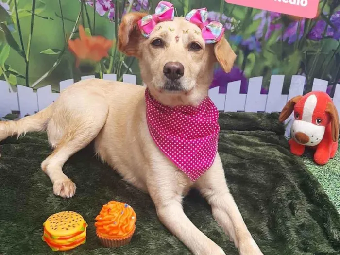 Cachorro raça SRD-ViraLata idade 2 anos nome Linda
