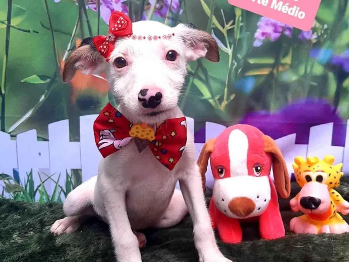 Cachorro raça SRD-ViraLata idade 2 a 6 meses nome Livia