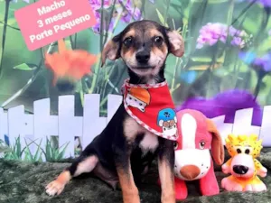 Cachorro raça SRD-ViraLata idade 2 a 6 meses nome Henri 