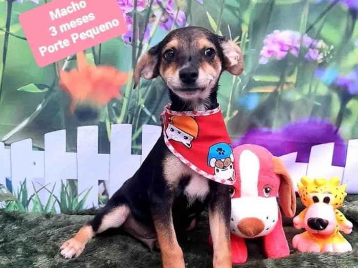 Cachorro raça SRD-ViraLata idade 2 a 6 meses nome Henri 