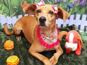Cachorro raça SRD-ViraLata idade 6 ou mais anos nome Nina 