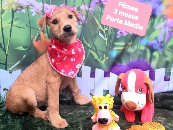 Cachorro raça SRD-ViraLata idade 2 a 6 meses nome Ursinha