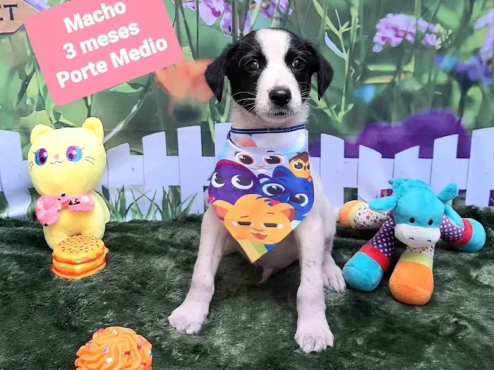 Cachorro raça SRD-ViraLata idade 2 a 6 meses nome Pint